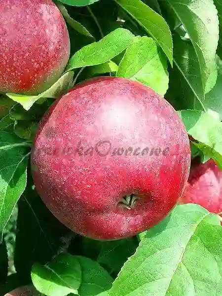 Æbletræer