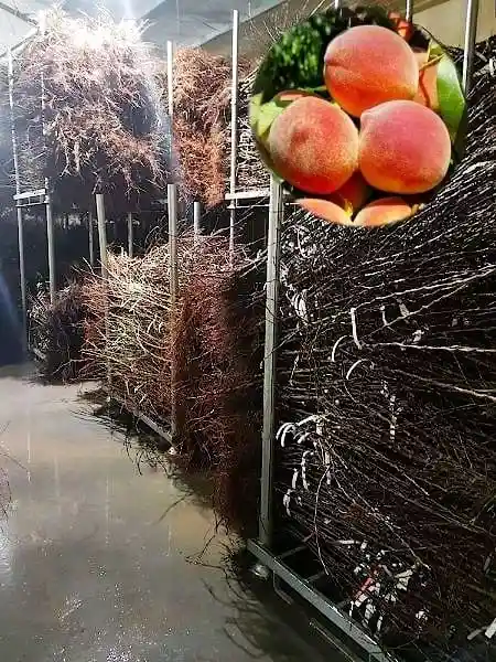 Sæt
